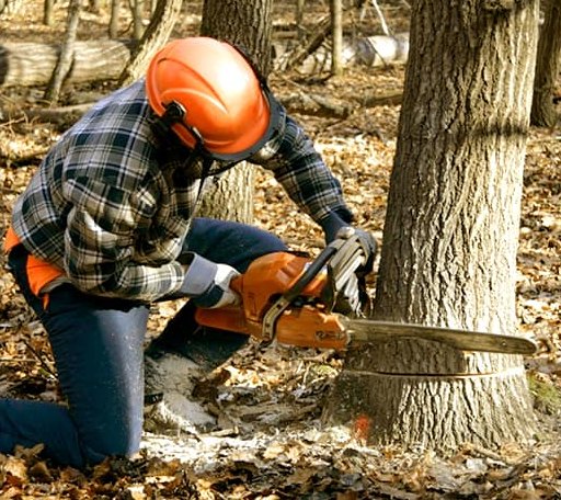 Tree Removal in Balta, ND